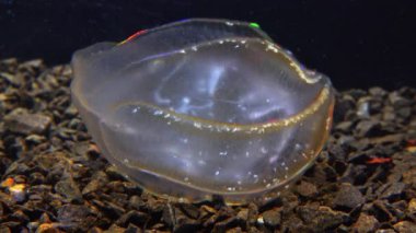 Karadeniz, Denizanası Beroe ovata - Mnemiopsis Leidy 'i yiyip bitiriyor. Jöleyi birleştirirken yakalanan tarak jölesi Mnemiopsis, ışıkta parlayan tarak plakaları