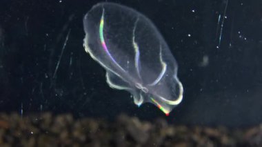 Karadeniz, Denizanası Beroe ovata - Mnemiopsis Leidy 'i yiyip bitiriyor. Jöleyi birleştirirken yakalanan tarak jölesi Mnemiopsis, ışıkta parlayan tarak plakaları