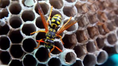 Kağıt eşekarısı Polistes gallicus - Arı kovanında larva ve pupa kağıt bal peteği, Ukrayna