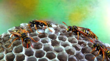 Kağıt eşekarısı Polistes gallicus - Arı kovanında larva ve pupa kağıt bal peteği, Ukrayna