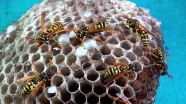 Kağıt eşekarısı Polistes gallicus - Arı kovanında larva ve pupa kağıt bal peteği, Ukrayna