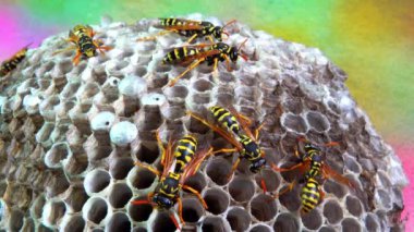 Kağıt eşekarısı Polistes gallicus - Arı kovanında larva ve pupa kağıt bal peteği, Ukrayna