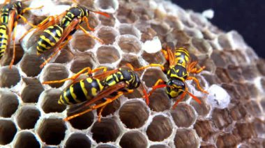 Kağıt eşekarısı Polistes gallicus - Arı kovanında larva ve pupa kağıt bal peteği, Ukrayna