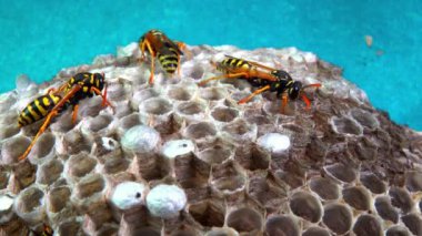 Kağıt eşekarısı Polistes gallicus - Arı kovanında larva ve pupa kağıt bal peteği, Ukrayna