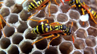 Kağıt eşekarısı Polistes gallicus - Arı kovanında larva ve pupa kağıt bal peteği, Ukrayna