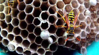 Kağıt eşekarısı Polistes gallicus - Arı kovanında larva ve pupa kağıt bal peteği, Ukrayna