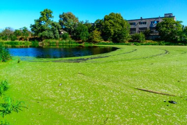 Picturesque eutrophic pond covered with green Duckweed and Wolfia algae, surrounded by lush plants and an old building that evokes tranquility. clipart