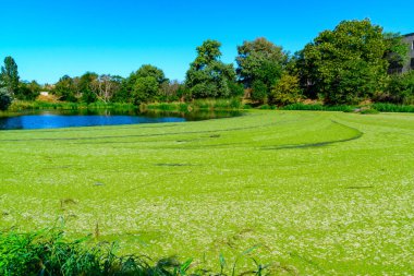 Picturesque eutrophic pond covered with green Duckweed and Wolfia algae, surrounded by lush plants and an old building that evokes tranquility. clipart