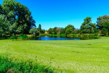 Picturesque eutrophic pond covered with green Duckweed and Wolfia algae, surrounded by lush plants and an old building that evokes tranquility. clipart