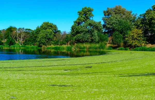 stock image Picturesque eutrophic pond covered with green Duckweed and Wolfia algae, surrounded by lush plants and an old building that evokes tranquility.