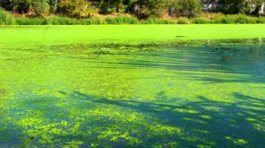 Gölgeler ve gölgelerin gölgesi ve gölgelerin üzerinde yüzen su bitkileri köksüz ördek otu Wolffia arrhiza ve ördek otu Lemna turionifera, Odessa