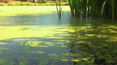 Gölgeler ve gölgelerin gölgesi ve gölgelerin üzerinde yüzen su bitkileri köksüz ördek otu Wolffia arrhiza ve ördek otu Lemna turionifera, Odessa