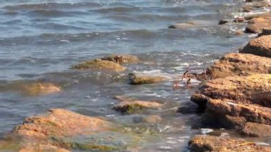 Rüzgarlı hava, kayalara çarpan dalgalar ve tuzlu hipertuzlu Kuyalnik haliçlerinde köpük, Ukrayna