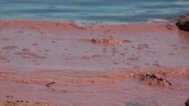 Planktonik kabuklu pembe yumurtalar Artemia salinası Ukrayna 'nın başkenti Kuyalnik' in hipersalin kıyılarında kıyıya vurdu.