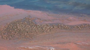 Planktonik kabuklu pembe yumurtalar Artemia salinası Ukrayna 'nın başkenti Kuyalnik' in hipersalin kıyılarında kıyıya vurdu.