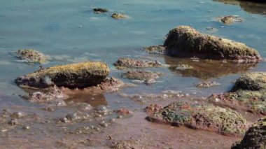 Odessa yakınlarındaki tuzlu haliç Kuyalnik kıyısındaki sularda sakin dalgalar, Ukrayna kıyılarındaki Artemia yumurtaları