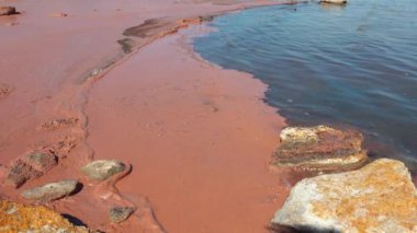 Artemia salina yumurtaları Ukrayna 'nın Kuyalnik kentindeki hipertuzlu haliçlerde yüzüyor.