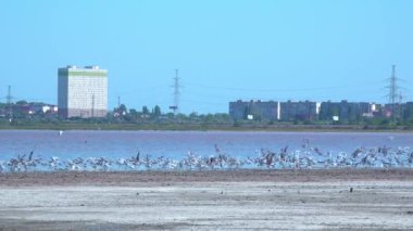 Bir martı sürüsü, Ukrayna 'nın tuzlu hipertuzlu Kuyalnik halicindeki kıyıdan havalanıyor.