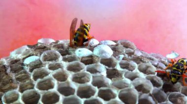 Kağıt eşekarısı, armut çiçekleri, larva ve pupayla kaplanmış kağıt bal peteği.