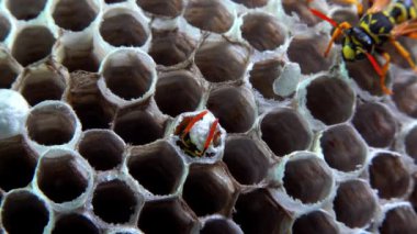 Kağıt yaban arısı sarmaşığı. Yuva hücresinden çıkan genç eşek arısı. Kağıt peteğinde larva ve pupa olan eşek arısı yuvası.