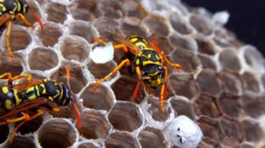 Kağıt eşekarısı, armut çiçekleri, larva ve pupayla kaplanmış kağıt bal peteği.