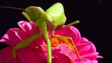 Avrupa peygamber devesi (Mantid dini). Avcı böcek avlar, doğrudan kameraya bakar.