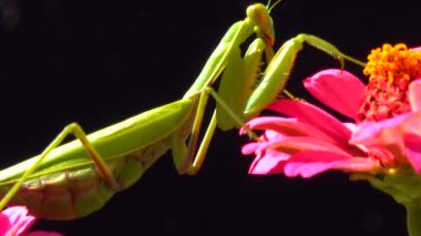 Avrupa peygamber devesi (Mantid dini). Avcı böcek avlar, doğrudan kameraya bakar.