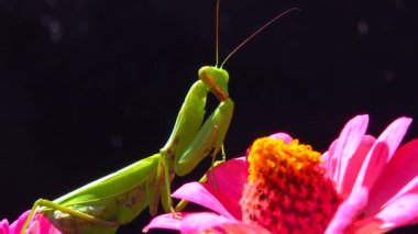 Avrupa peygamber devesi (Mantid dini). Avcı böcek avlar, doğrudan kameraya bakar.