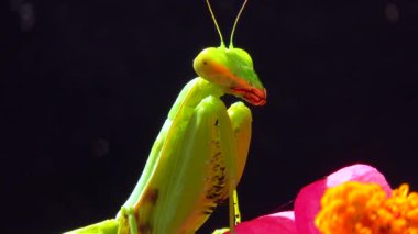 Avrupa peygamber devesi (Mantid dini). Avcı böcek avlar, doğrudan kameraya bakar.