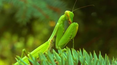 Yeşil yırtıcı Avrupa peygamber devesi (Mantis religiosa). Yırtıcı hayvan yeşil bir Noel ağacında avlanır.