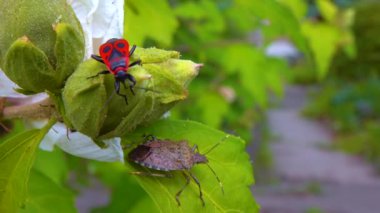 Kundakçı (Pyrrhocoris apterus), böcekler mallow meyvesinden sıvı emerler.
