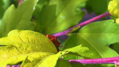 Yeşil yırtıcı Avrupa peygamber devesi (Mantis religiosa). Yırtıcı hayvan yeşil bir Noel ağacında avlanır.