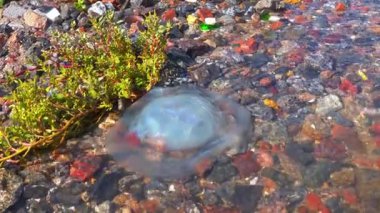 Ölü denizanası Rhizostoma pulmo, Karadeniz kıyısında kıyıya vurdu.