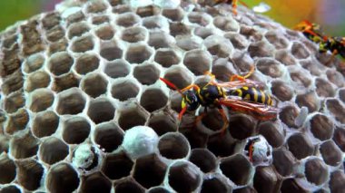 Kağıt eşekarısı, armut çiçekleri, larva ve pupayla kaplanmış kağıt bal peteği.