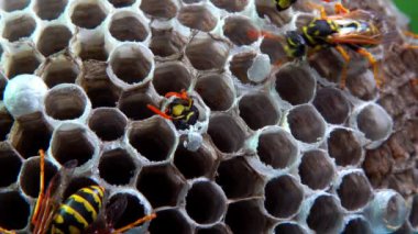 Kağıt yaban arısı sarmaşığı. Yuva hücresinden çıkan genç eşek arısı. Kağıt peteğinde larva ve pupa olan eşek arısı yuvası.