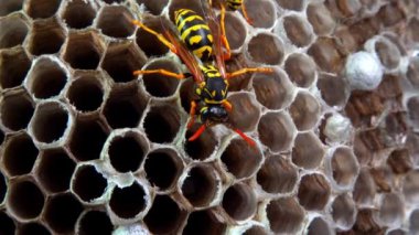 Kağıt eşekarısı, armut çiçekleri, larva ve pupayla kaplanmış kağıt bal peteği.