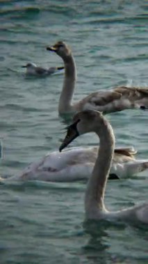 Genç kuşlar Cygnus olor, genç kuşlar Karadeniz kıyısının dibinden yiyecek alıyor.