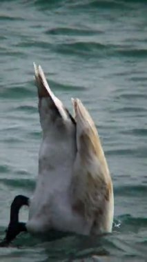 Genç kuşlar Cygnus olor, genç kuşlar Karadeniz kıyısının dibinden yiyecek alıyor.