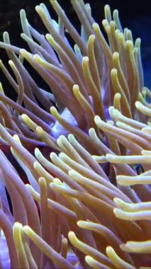 Palyaço balığı, Anemonefish - Amphiprion ocellaris anemonların dokunaçları arasında yüzer