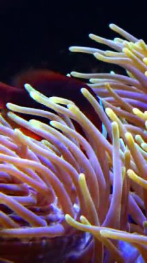 Palyaço balığı, Anemonefish - Amphiprion ocellaris anemonların dokunaçları arasında yüzer