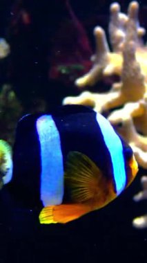 Palyaço balığı, Anemonefish - Amphiprion ocellaris anemonların dokunaçları arasında yüzer