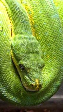Morelia Viridis - yaygın olarak yeşil ağaç pitonu olarak bilinir.
