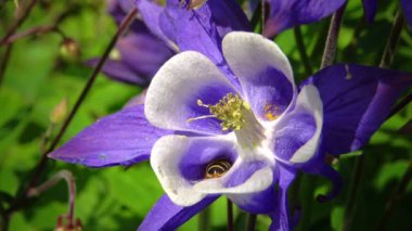 Bal arısı mor çiçekte polen ve nektar toplar