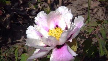 Botanik bahçesindeki bahçe ağacı şakayığının büyük çiçeği, Ukrayna