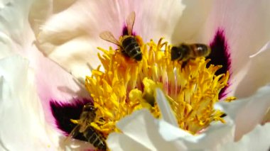 Ağaç şakayığının pembe çiçeklerindeki bal arıları Bal ve polen toplar, Ukrayna