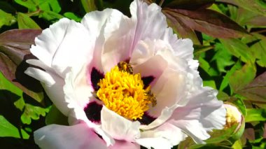 Ağaç şakayığının pembe çiçeklerindeki bal arıları Bal ve polen toplar, Ukrayna