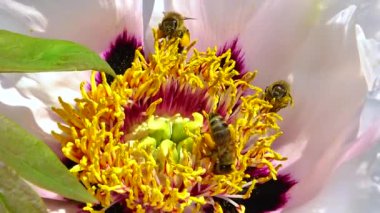 Ağaç şakayığının pembe çiçeklerindeki bal arıları Bal ve polen toplar, Ukrayna