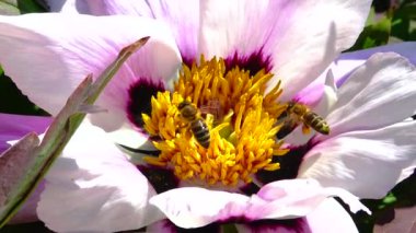 Bal arısı, büyük bir şakayık çiçeğinin üzerinde polen ve nektar toplar.