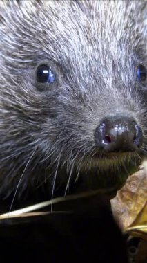 Kirpi - Erinaceus avrupa- yerde koşuyor, fauna Ukrayna