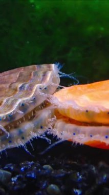 Karadeniz yumuşakçaları -Flexopecten ponticus, bir yumuşakçanın basit gözleri ve dokunaçları, Karadeniz